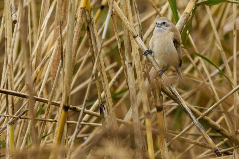 Rémiz penduline femelle